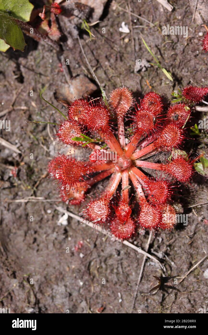 Sundew rosa (capillar di Drosera) crescente in palude, pianura costiera del Golfo, se USA, da Dembinsky Photo Assoc Foto Stock