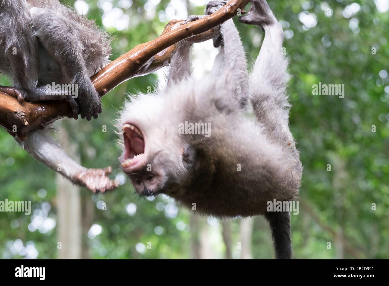 Due macachi che mangiano granchi che combattono sul ramo dell'albero contro il fogliame sullo sfondo. Sacro Foresta Delle Scimmie Santuario. Bali, Ubud, Indonesia. Foto Stock