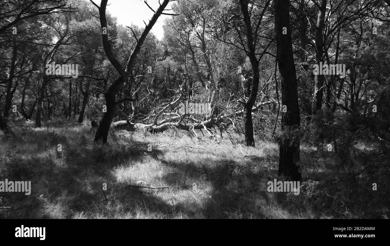 elementi naturali Foto Stock