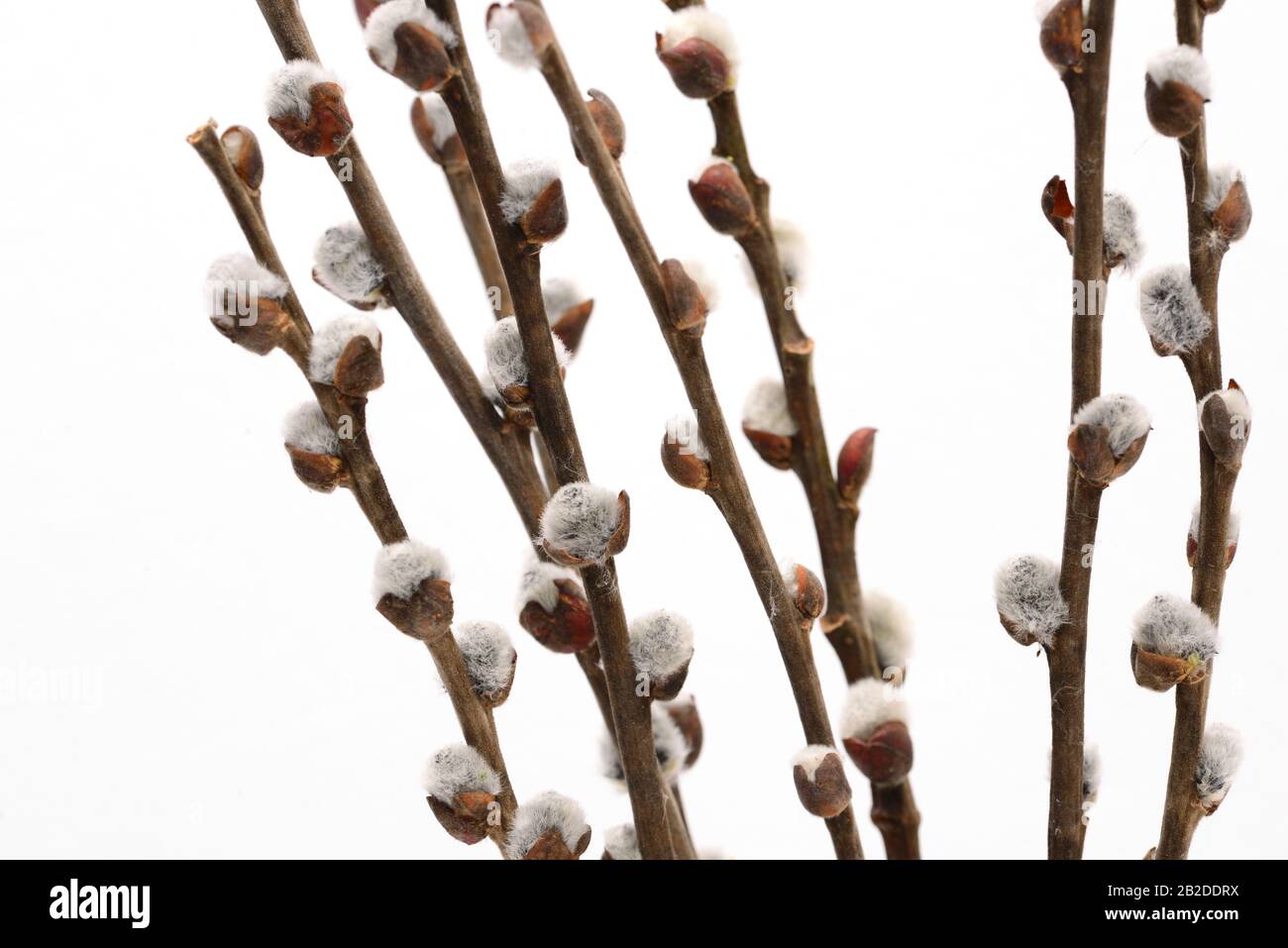 Vaso catkin albero germoglio disposizione su sfondo bianco Foto Stock