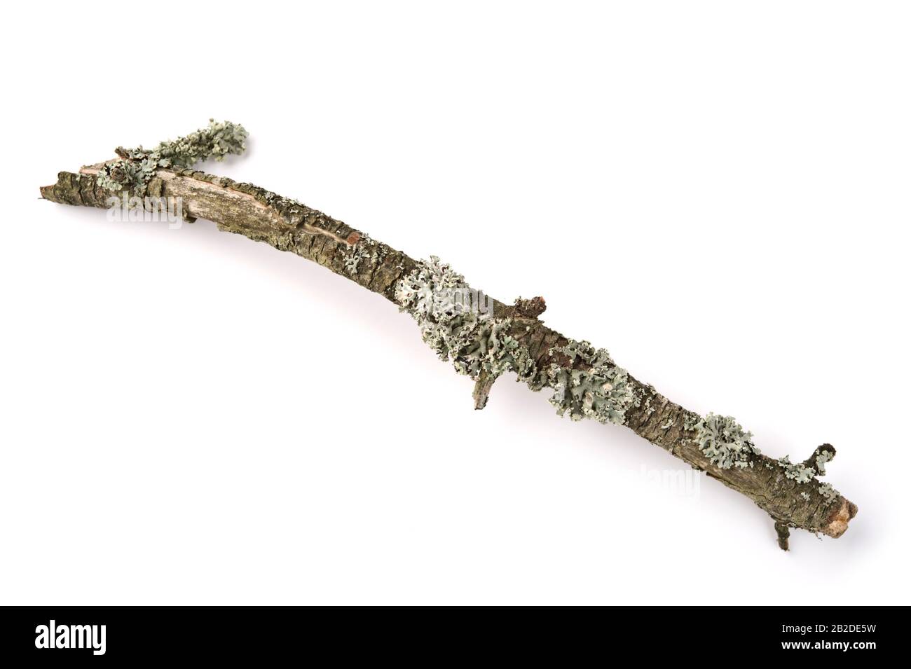 Lichen ramoscello coperto su sfondo bianco. Foto Stock