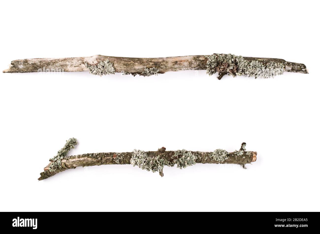 Ramoscelli licheni coperti su sfondo bianco. Foto Stock