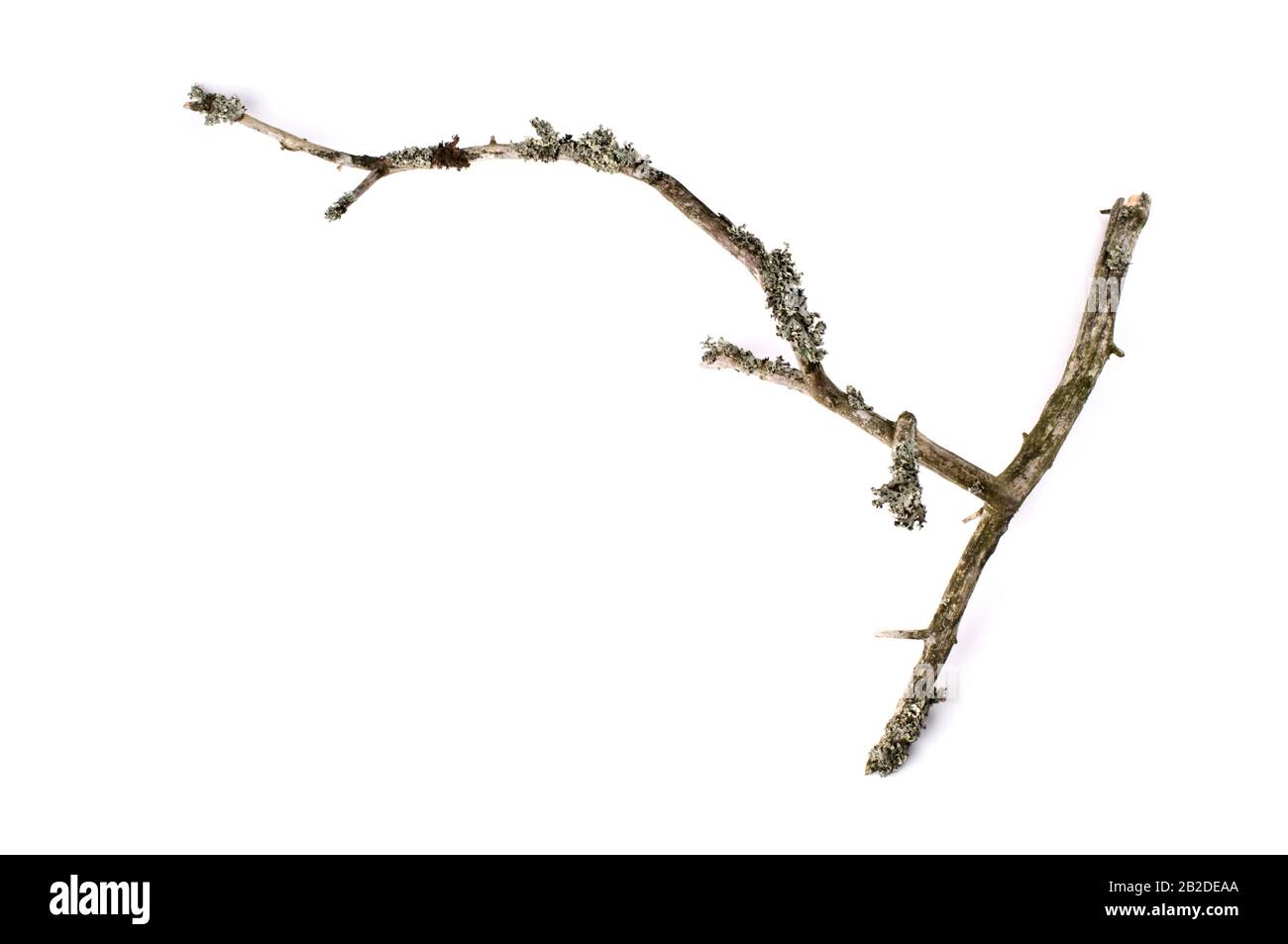 Lichen ramoscello coperto su sfondo bianco. Foto Stock