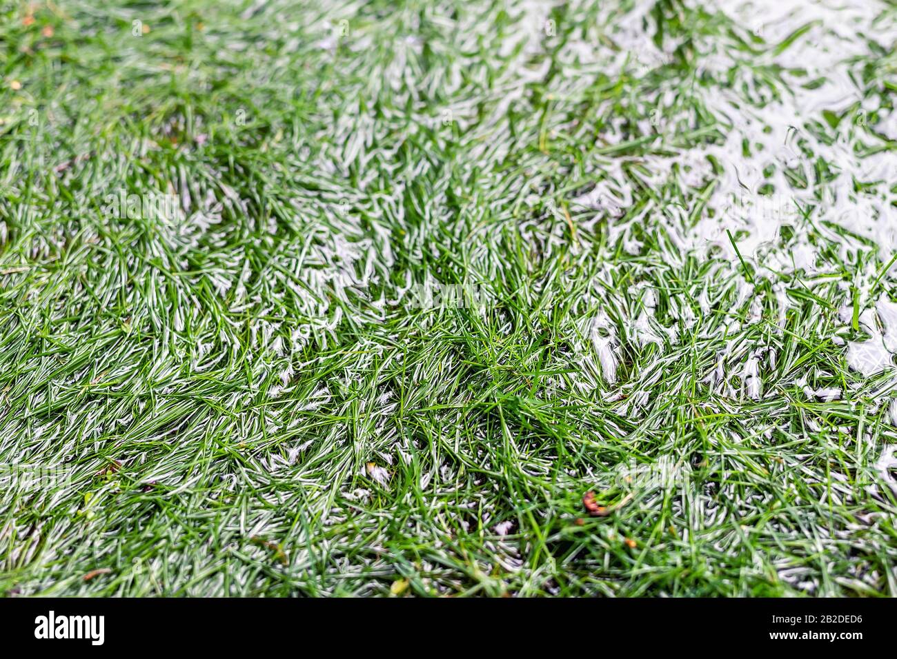 Dettaglio primo piano prato verde erba coperto con acqua a causa di neve fusione scongelamento e flash acqua alta in primavera. Disastro naturale allagato agricolo Foto Stock