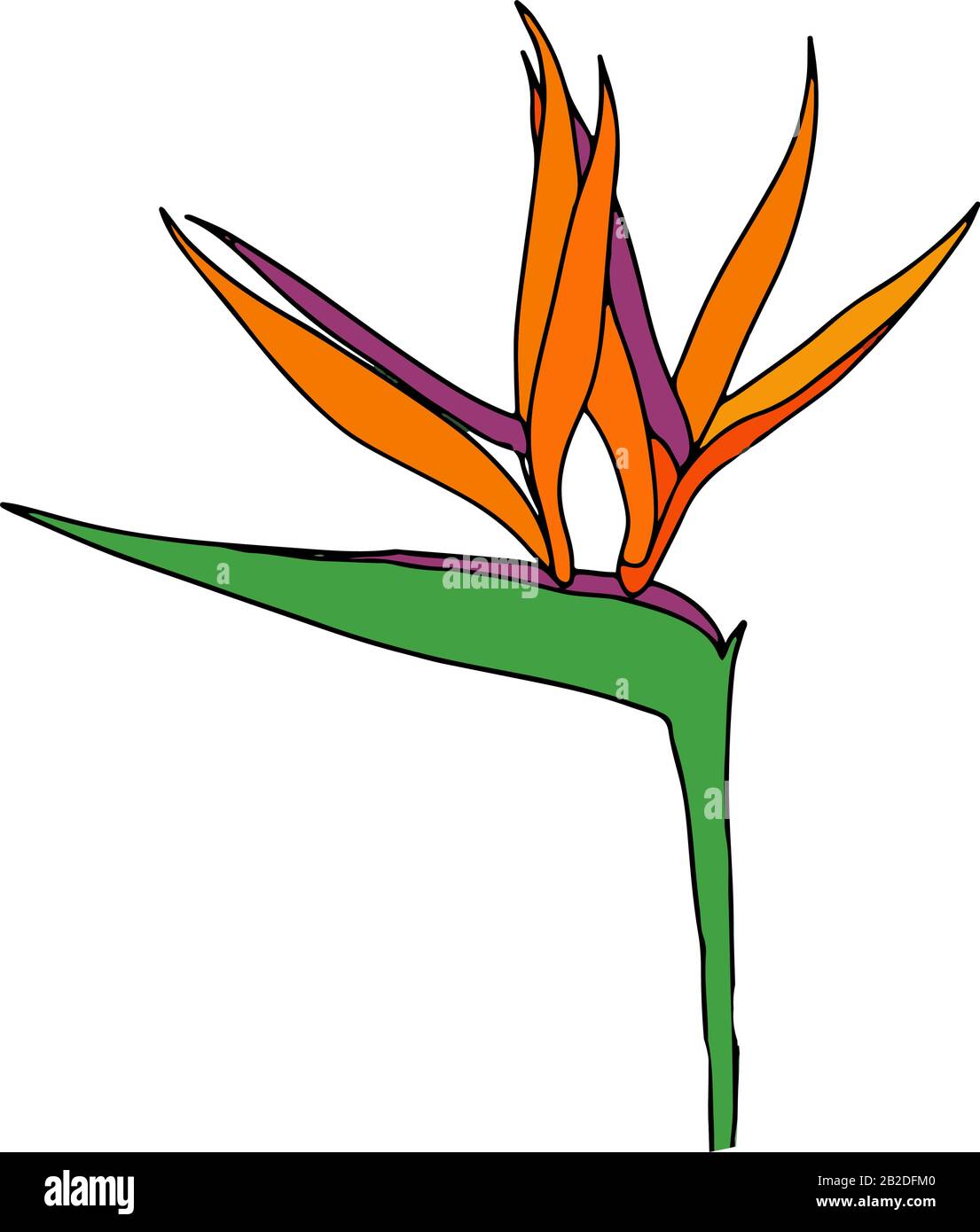 Strelitzia reginae tropicale sud africa fiore isolato. Vector Illustration.Bloom bouquet design.Plant noto come fiore gru, uccello del paradiso. Illustrazione Vettoriale