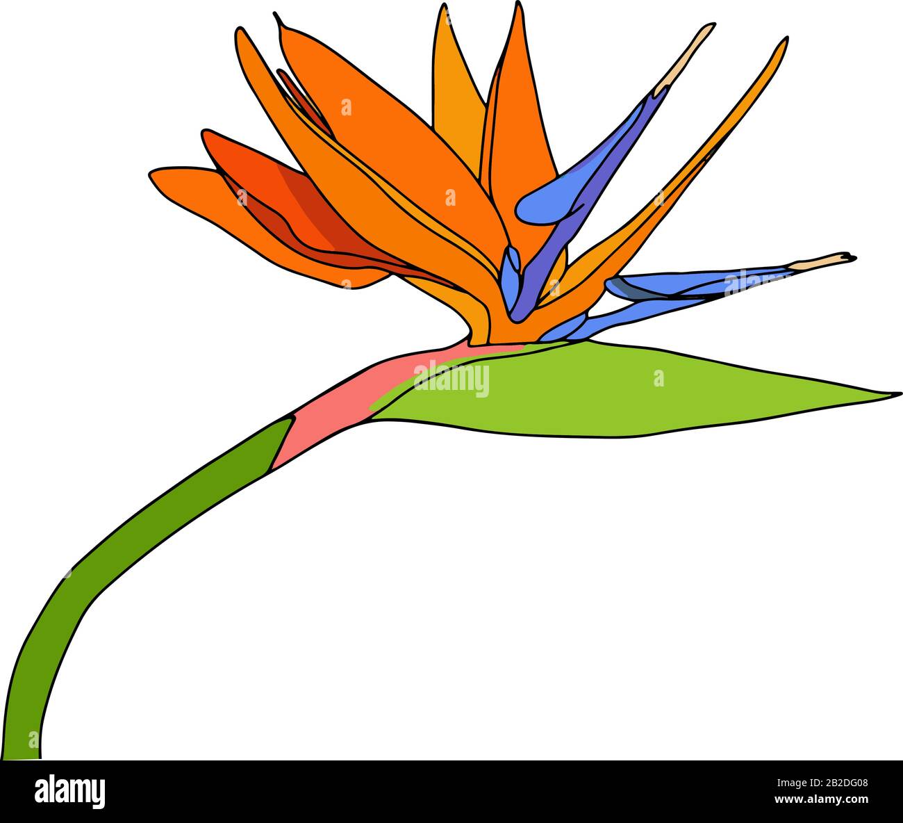 Strelitzia reginae tropicale sud africa fiore isolato. Vector Illustration.Bloom bouquet design.Plant noto come fiore gru, uccello del paradiso. Illustrazione Vettoriale
