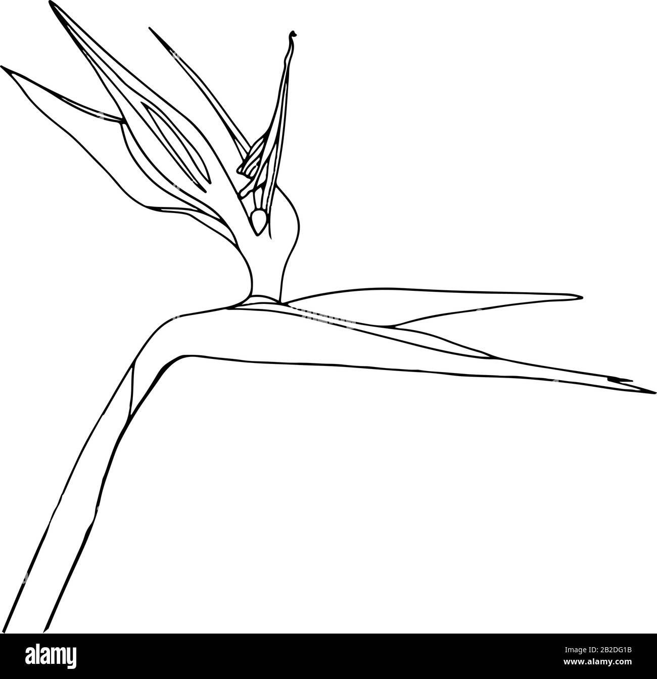 Strelitzia reginae tropicale sud africa fiore isolato su sfondo bianco. Vector stock illustration.Outline tattoo print,logo.bird of Paradise. Illustrazione Vettoriale