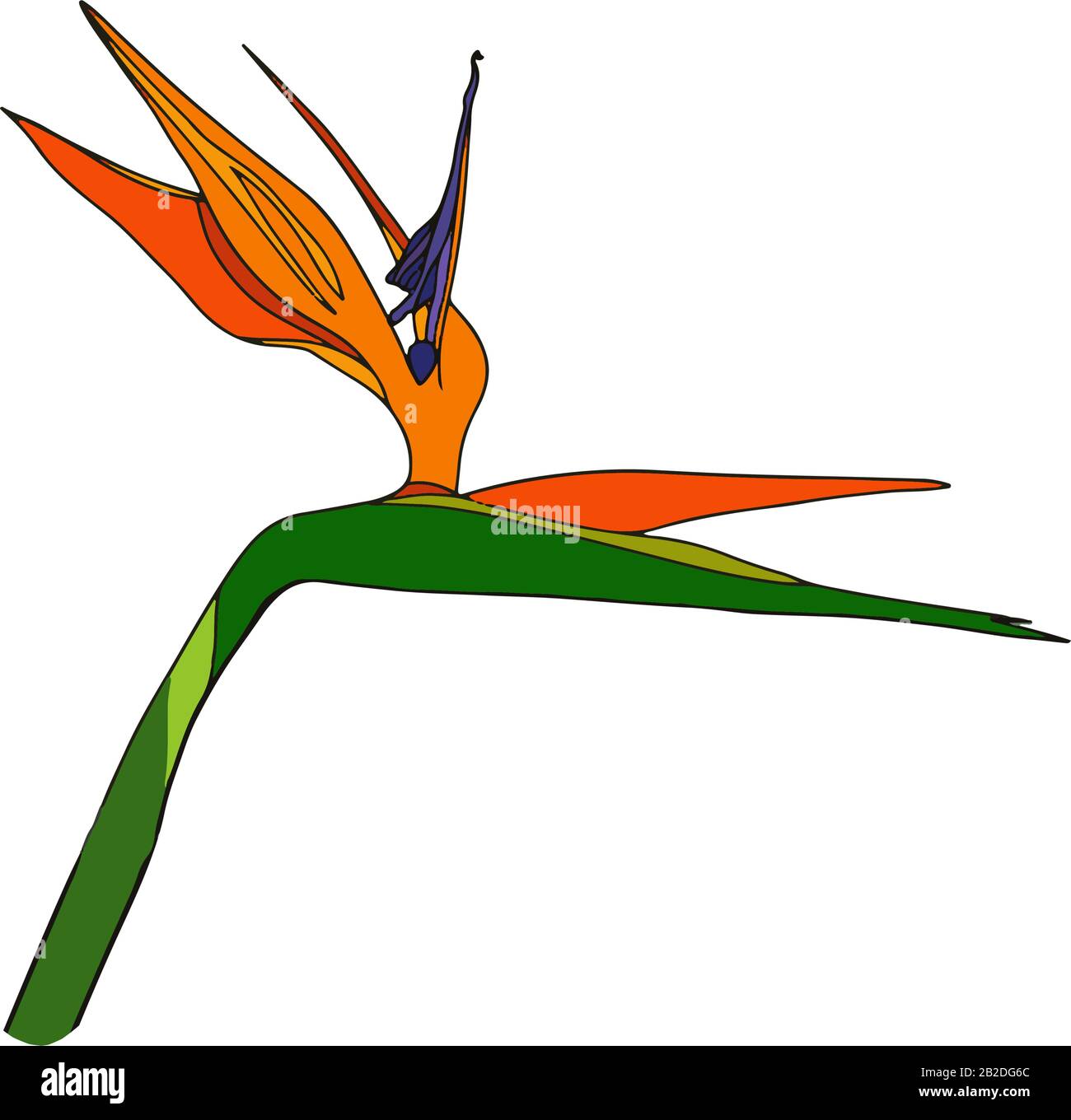 Strelitzia reginae tropicale sud africa fiore isolato. Vector Illustration.Bloom bouquet design.Plant noto come fiore gru, uccello del paradiso. Illustrazione Vettoriale