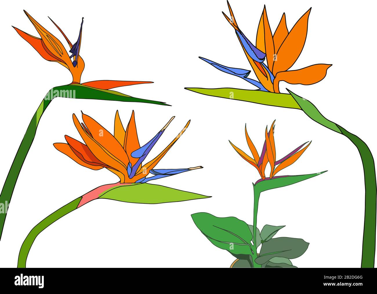 Set strelitzia reginae tropicale sud africa fiori isolato su sfondo bianco. Vettore illustrazione. Uccello del paradiso. Illustrazione Vettoriale