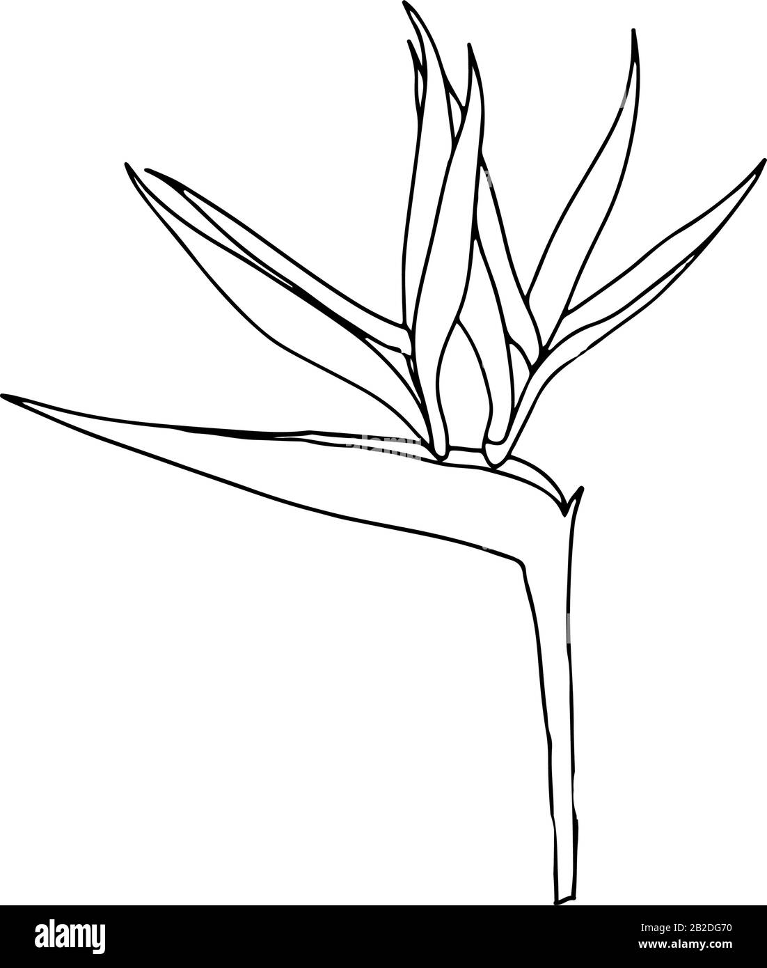 Strelitzia reginae tropicale sud africa fiore isolato su sfondo bianco. Vector stock illustration.Outline tattoo print,logo.bird of Paradise. Illustrazione Vettoriale