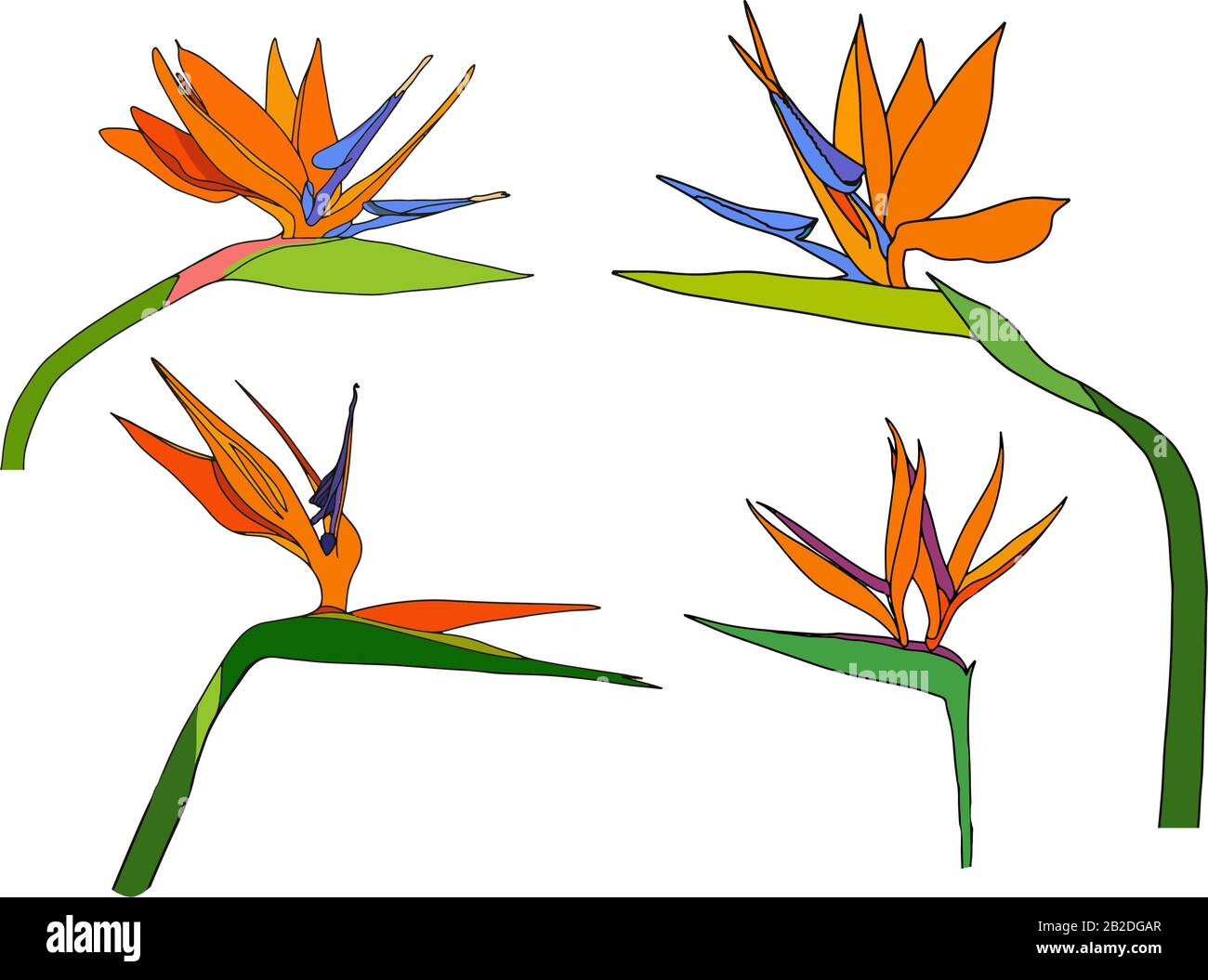 Set strelitzia reginae tropicale sud africa fiori isolato su sfondo bianco. Vettore illustrazione. Uccello del paradiso. Illustrazione Vettoriale