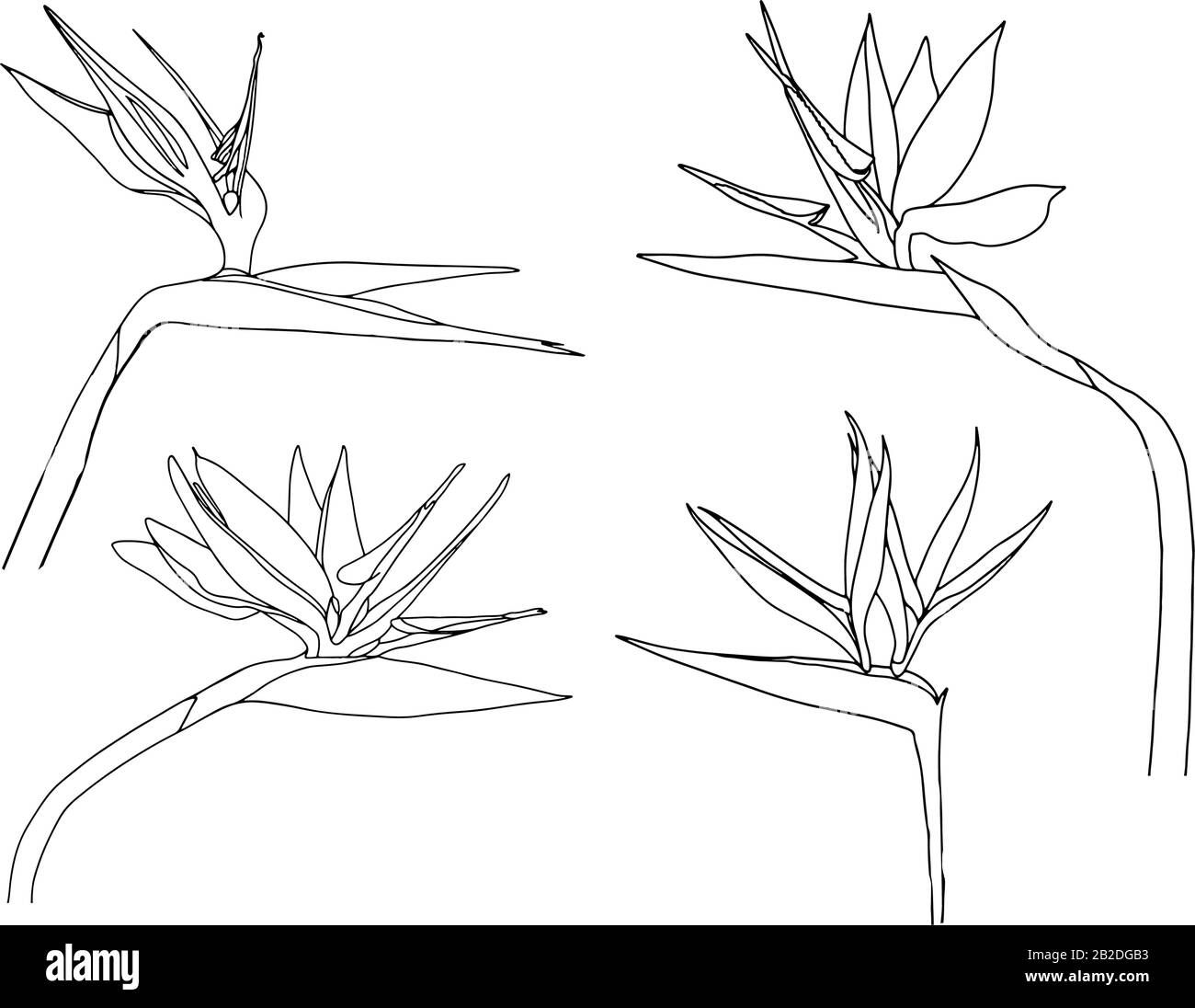 Set Strelitzia reginae tropicale sud africa fiore isolato su sfondo bianco. Vector Illustration.Outline tattoo print,logo.bird of Paradise. Illustrazione Vettoriale