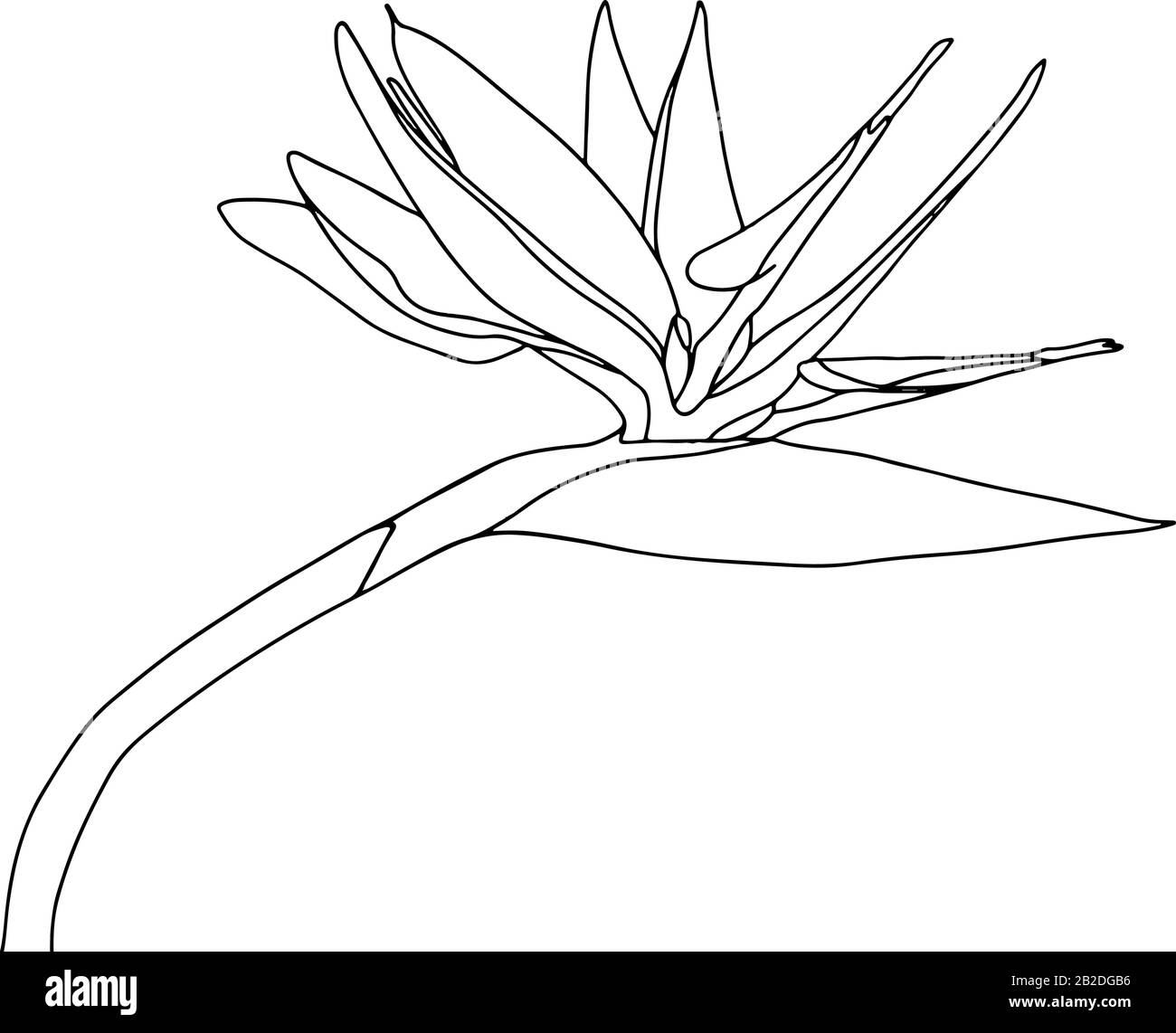 Strelitzia reginae tropicale sud africa fiore isolato su sfondo bianco. Vector stock illustration.Outline tattoo print,logo.bird of Paradise. Illustrazione Vettoriale