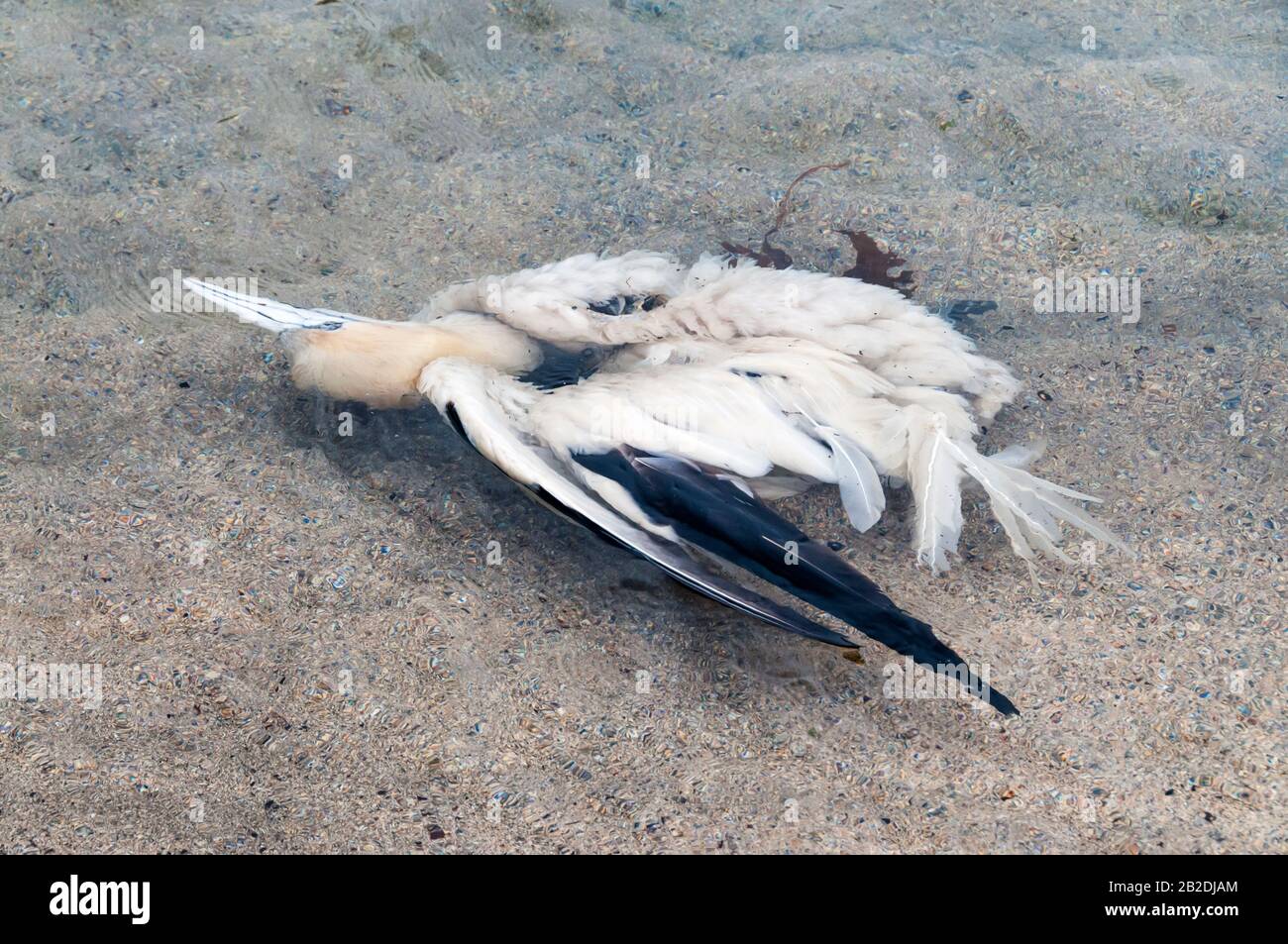 Gannet morto, Morus bassanus, galleggianti in mare al largo di una spiaggia in Shetland. Foto Stock