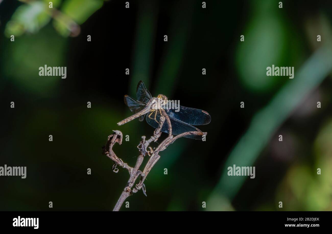 Dragonfly Dragonlet con ali nere (Erythromdiplax umbrata) Arroccato su una parrucca nella foresta Sopra El Tuito, Jalisco, Messico Foto Stock