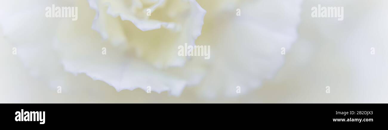 Arte retrò, carta vintage e concetto botanico - Abstract sfondo floreale, fiore garofano bianco. Macro fiori sfondo per il design del marchio di vacanza Foto Stock
