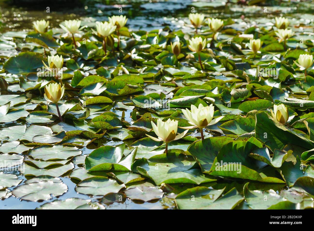 Stagno, cresciuto con gigli d'acqua bianchi e gialli (lat. Nymphaea) giorno estivo di sole Foto Stock