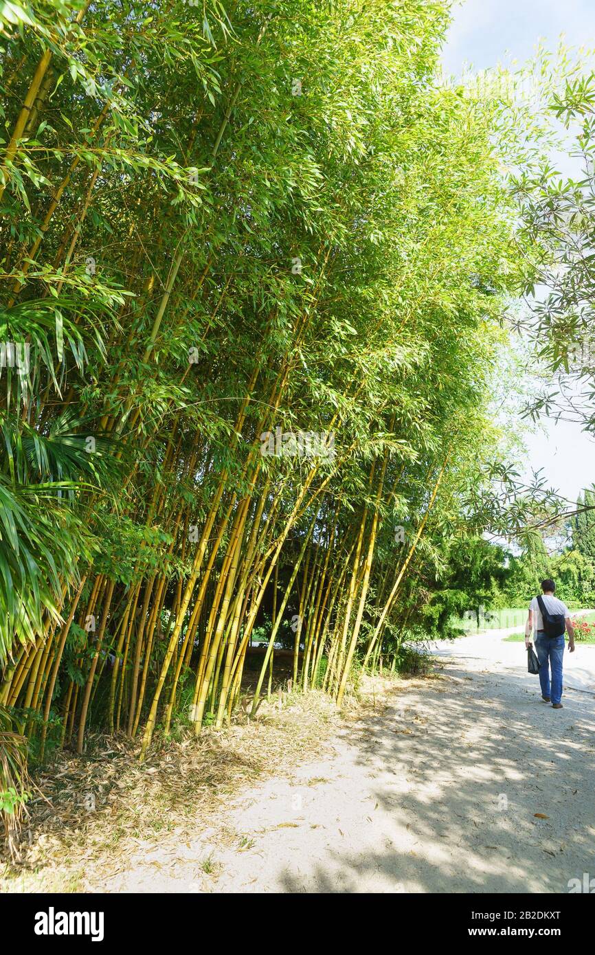 Un lone pedone cammina lungo il vicolo nel Parco lungo i boschetti di bambù-foglia-portatore di blu-verde (lat. Phyllostachys viridiglaucescens) Foto Stock