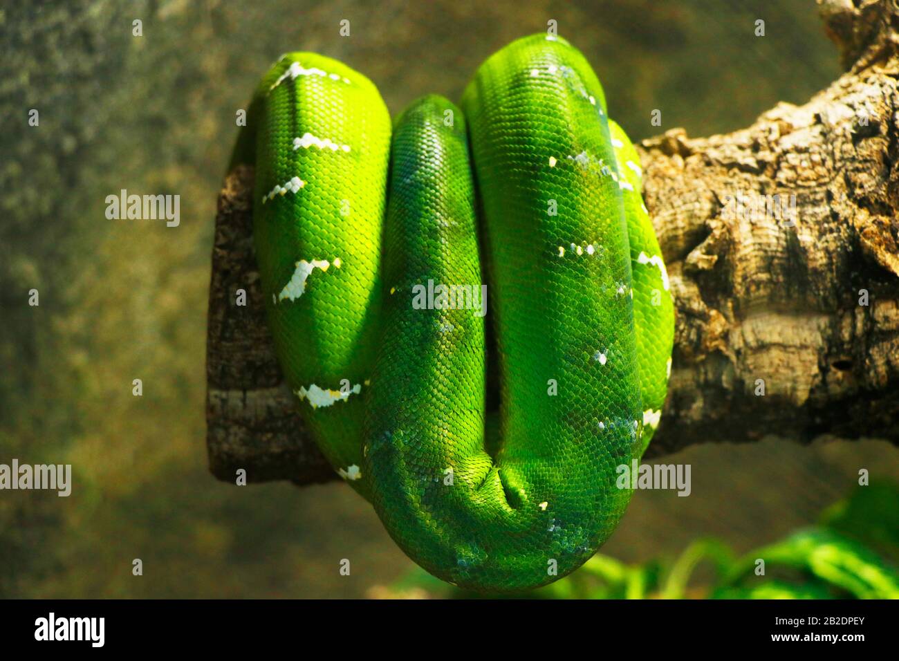 python albero verde in piegato in albero Foto Stock