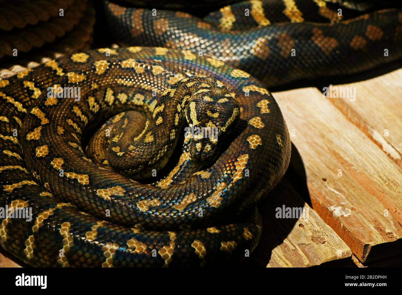 I Pythonidae, comunemente noti semplicemente come pitoni, sono una famiglia di serpenti non venomi che si trovano in Africa, Asia e Australia. Tra i suoi membri ci sono alcuni Foto Stock