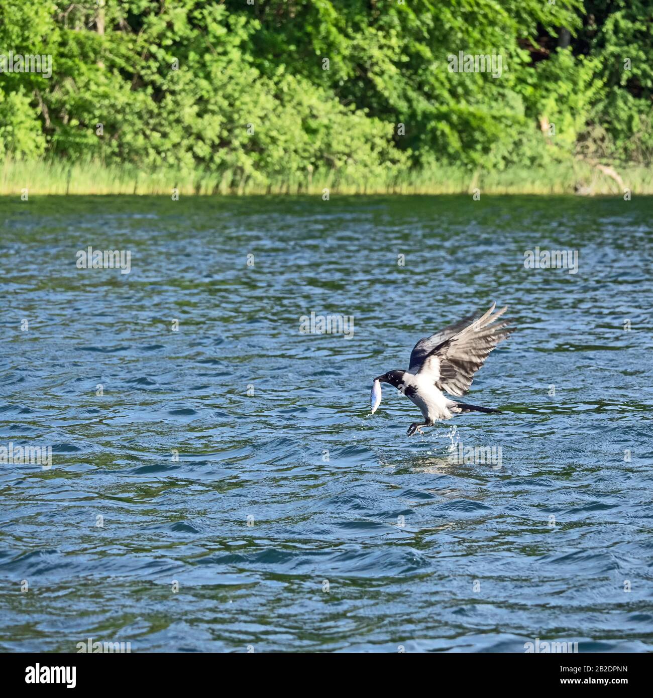 Corvo con cappuccio (Corvus corone) con un pesce nel suo becco Foto Stock