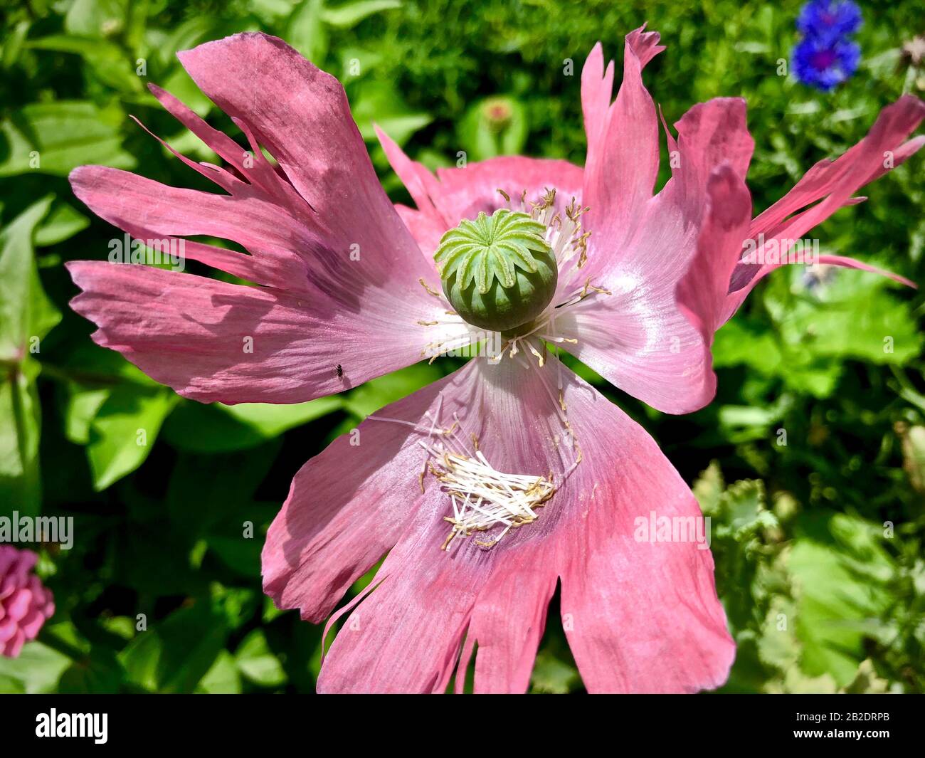 abbastanza nel colore rosa Foto Stock