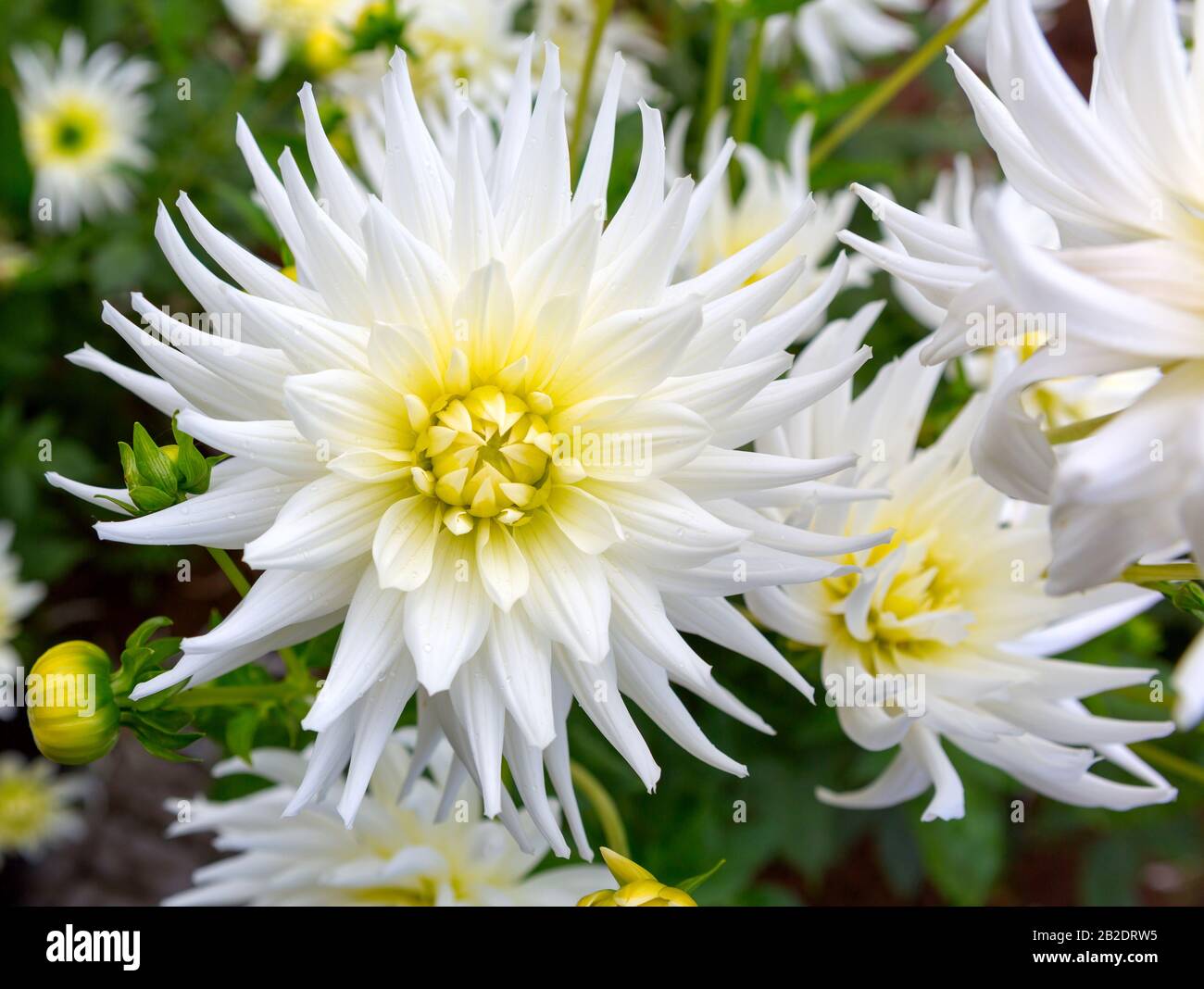 Dahlia fiore, closeup dahlia fiore in piena fioritura nel giardino. Foto Stock