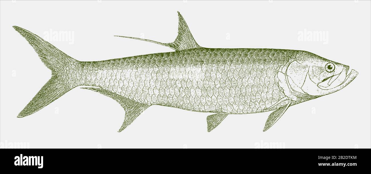 Indo-pacific tarpon, megalops cyprinoides, un pesce marino in vista laterale Illustrazione Vettoriale