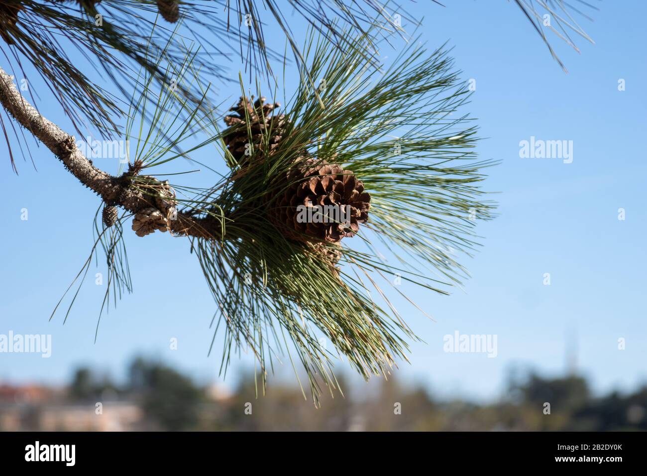Particolare di foglie di pino e ananas essiccato e cielo blu Foto Stock