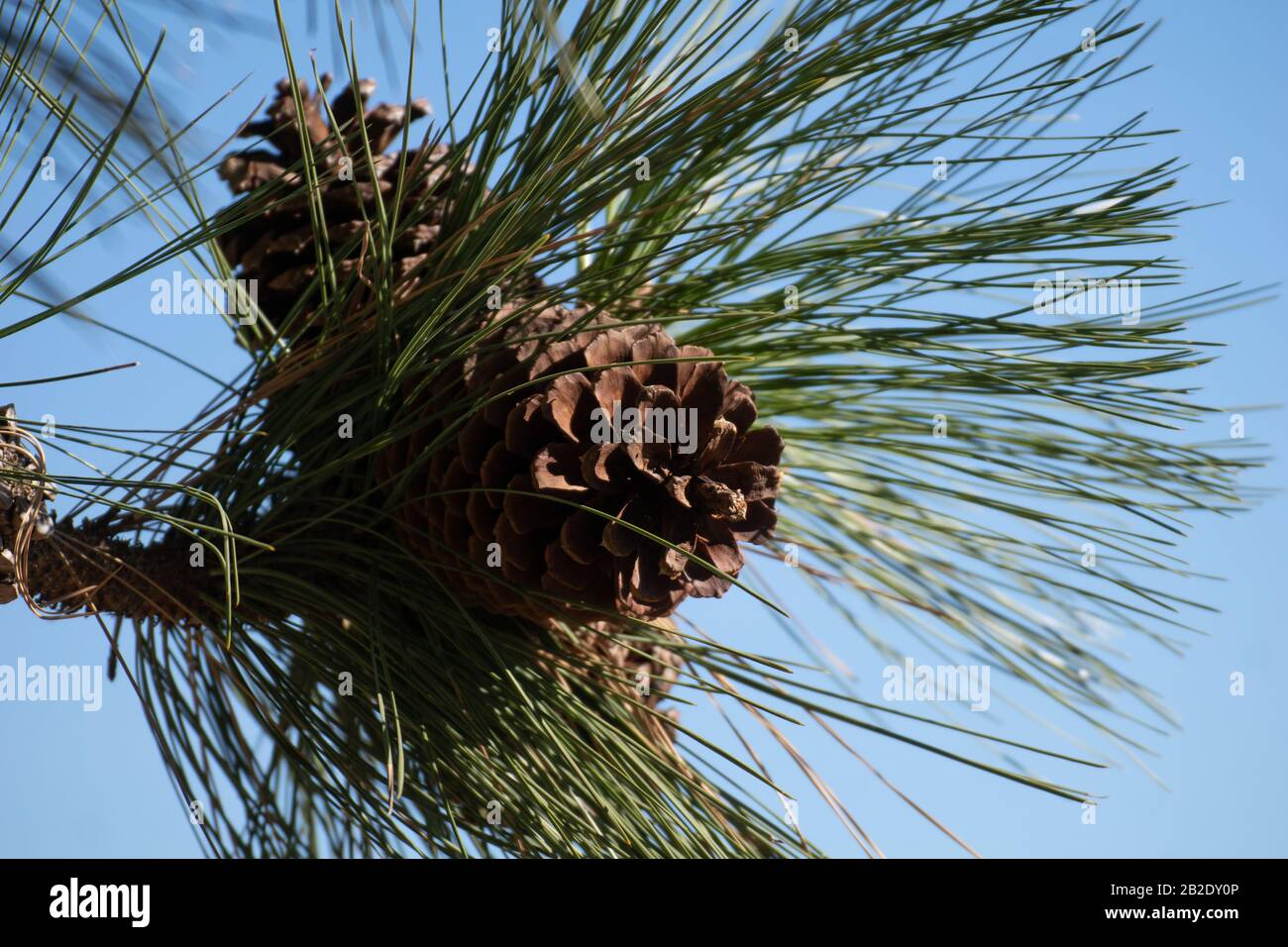 Particolare di foglie di pino e ananas essiccato e cielo blu Foto Stock