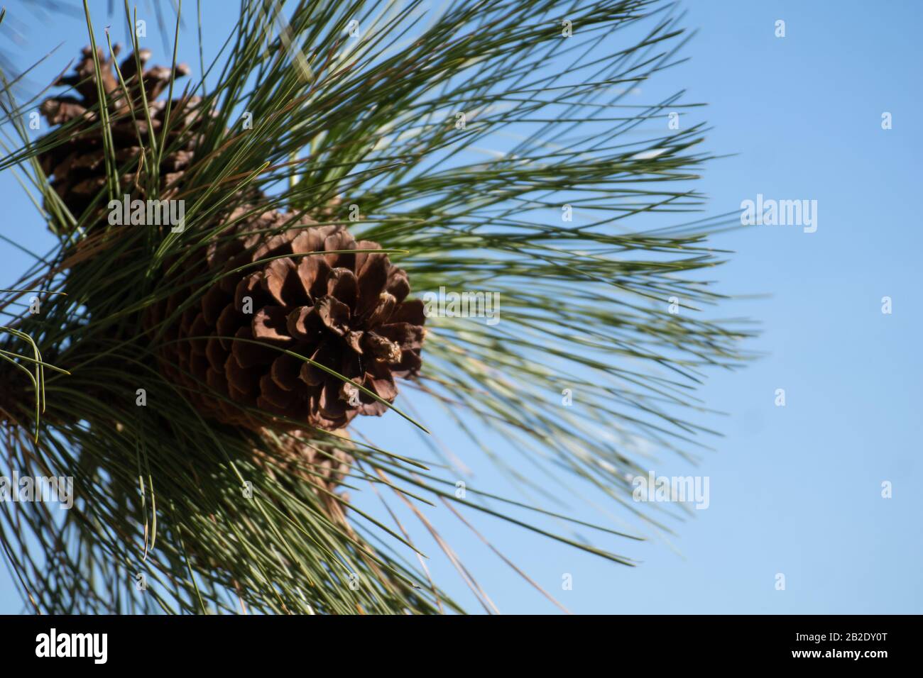 Particolare di foglie di pino e ananas essiccato e cielo blu Foto Stock
