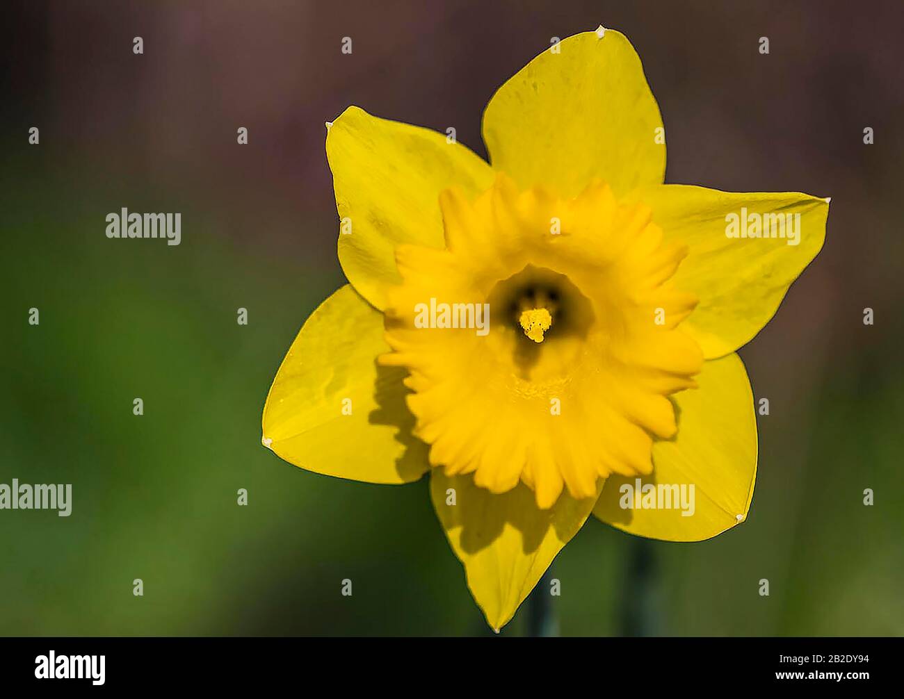 Giallo narciso Foto Stock