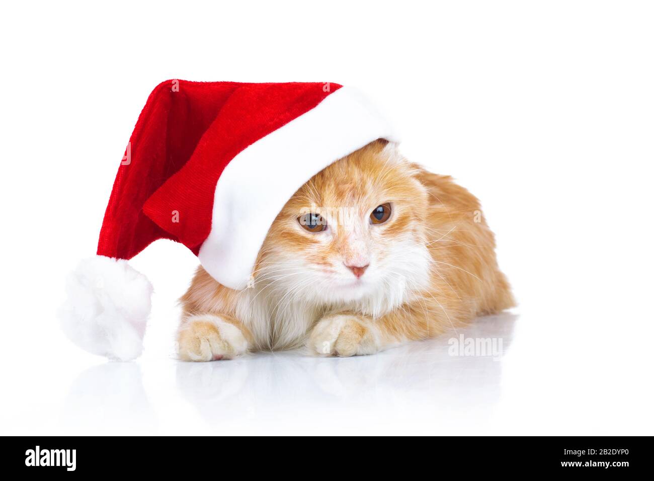 gatto arancione che indossa cappello di babbo natale su sfondo bianco Foto  stock - Alamy