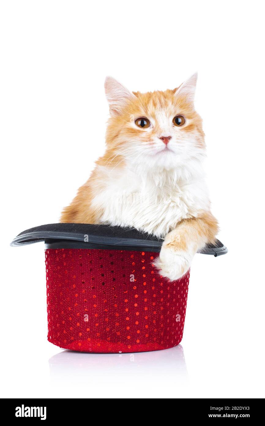 gatto arancione furry siede in un cappello rosso su whit ebackground Foto Stock