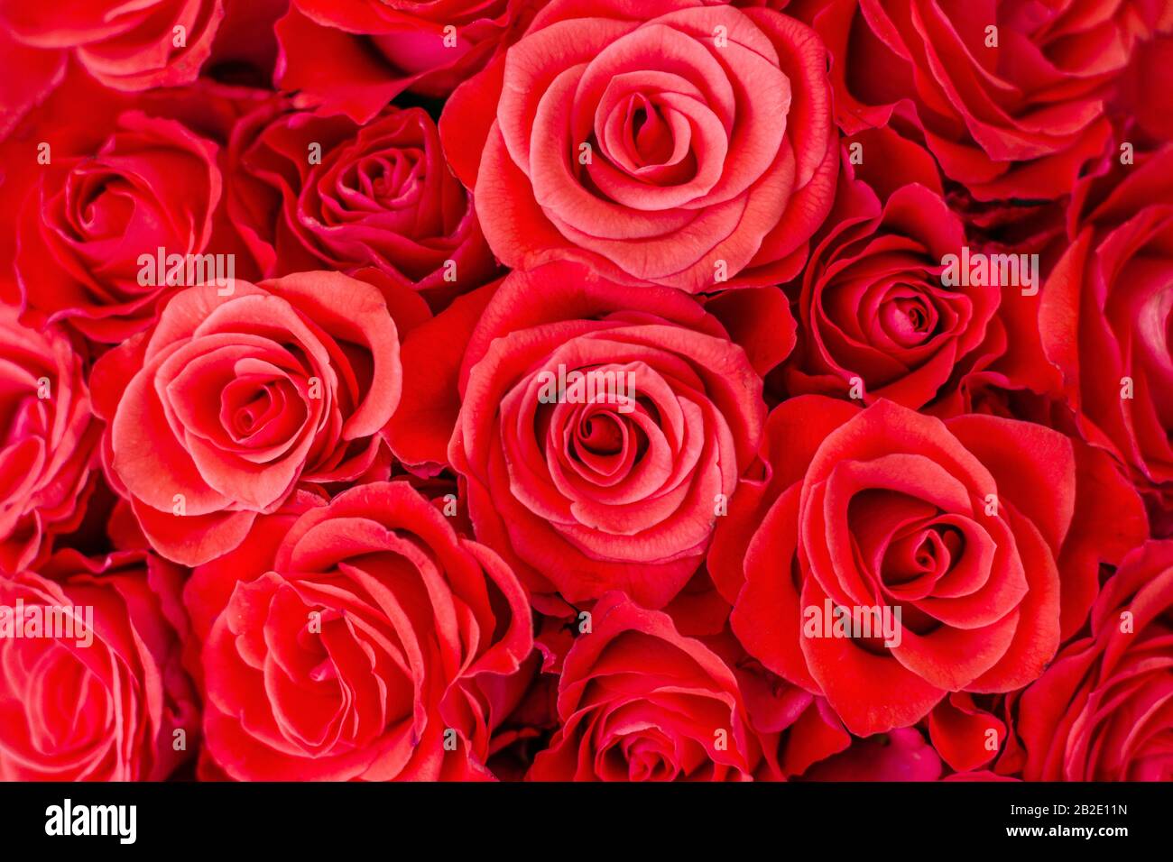 Primo piano di delicate magnifiche rose rosse Foto Stock