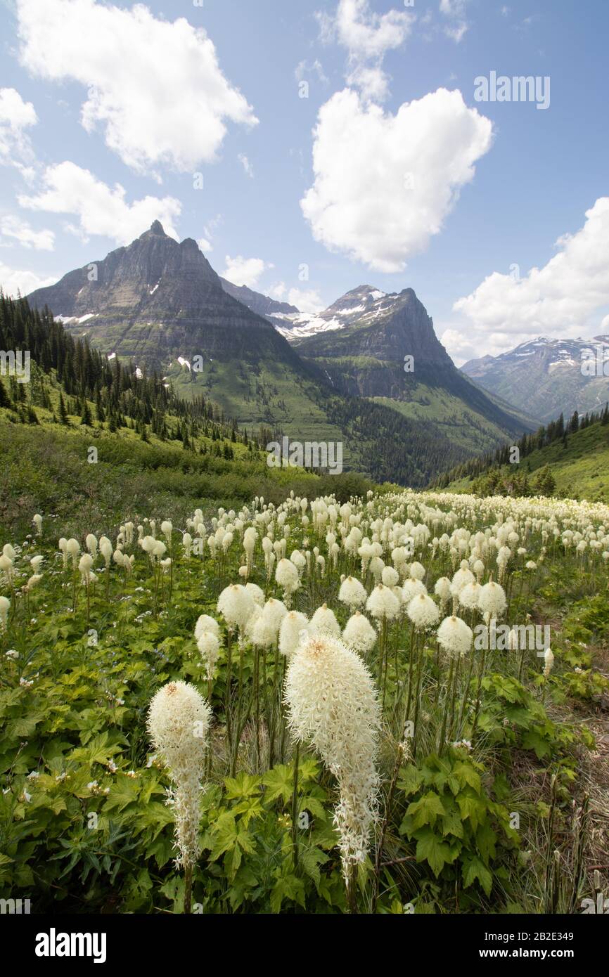 campi di fiori di orso-erba che guardano ad una montagna Foto Stock