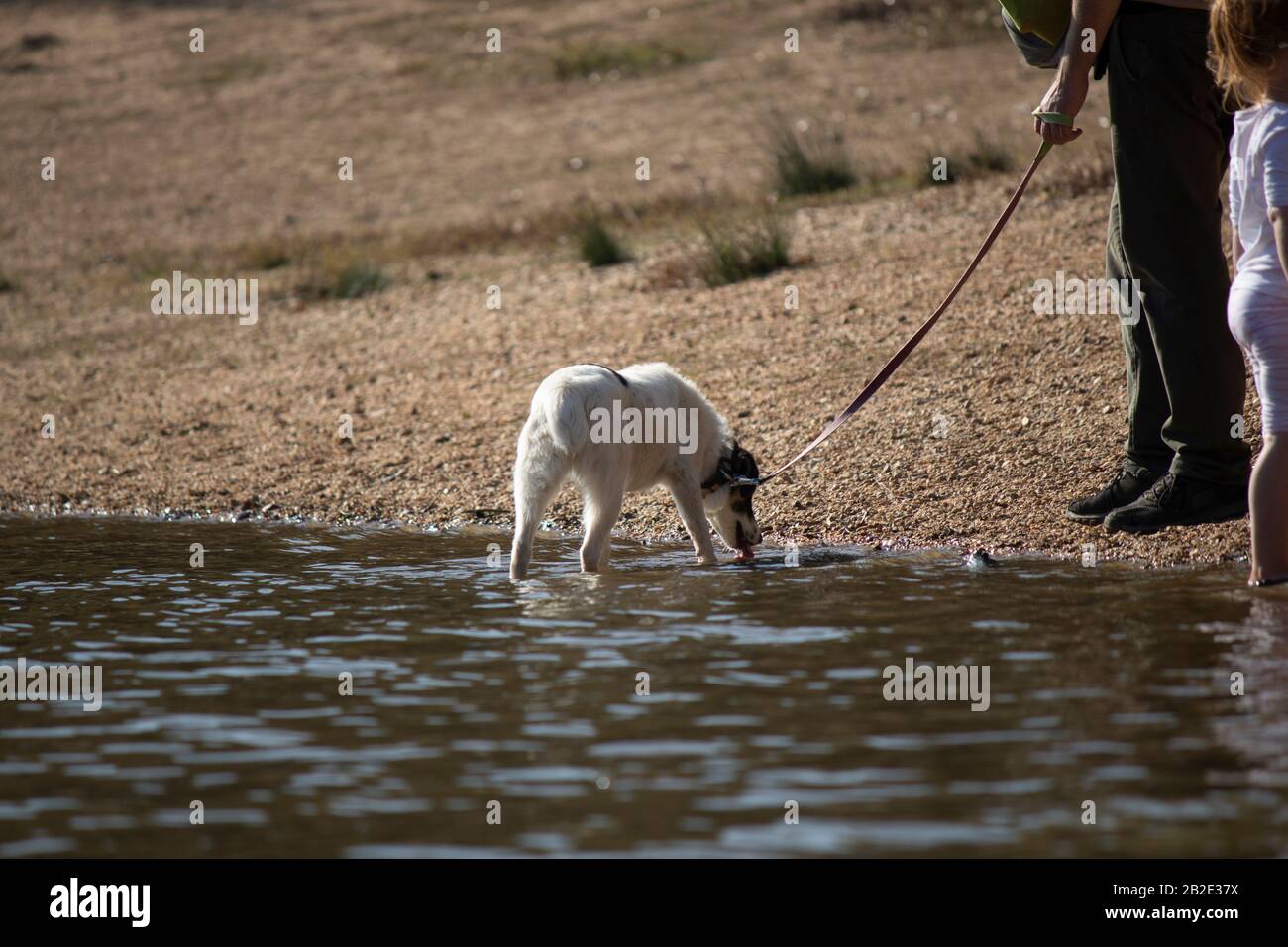 Il cane con un collare bianco è acqua potabile dal lago. Ha un proprietario e un bambino. Foto Stock