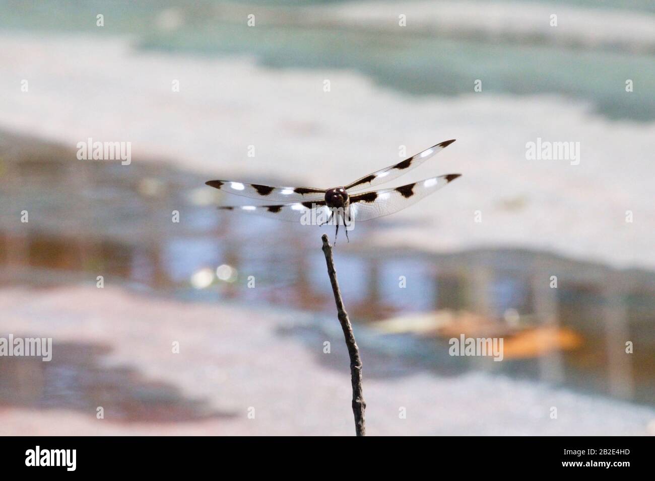 Dodici Spotted Skimmer Dragonfly Volare Sopra L'Acqua Foto Stock