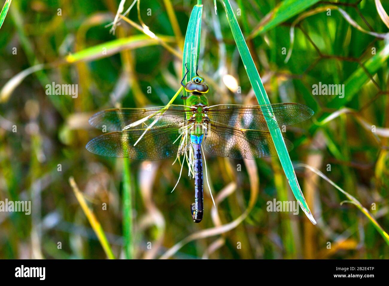 Verde E Blu Darner Dragonfly Foto Stock
