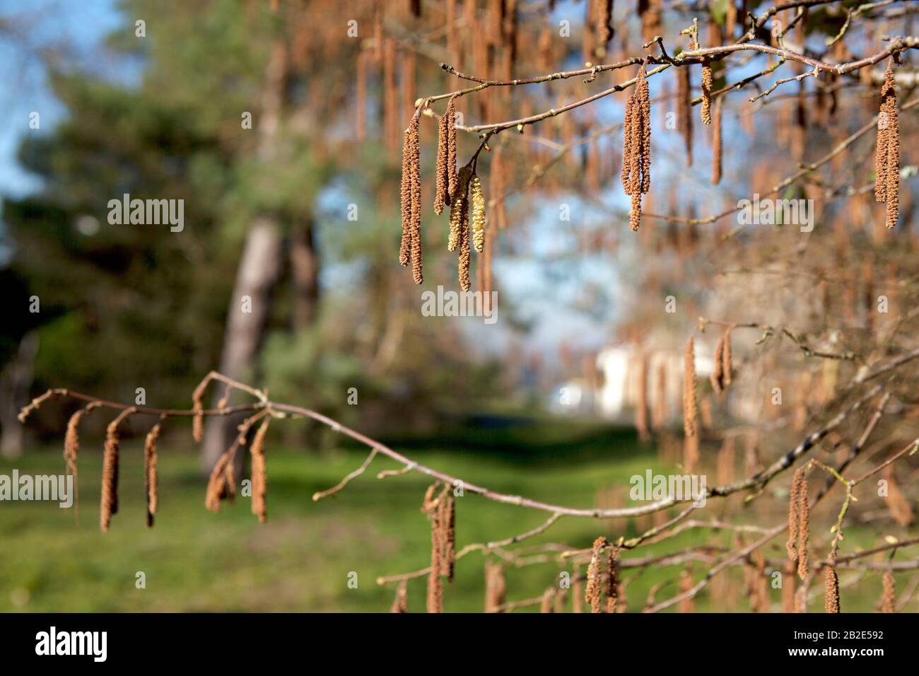 I catkins pendono da un albero di nocciole (genere Corylus, anche conosciuto come nocciola, filbert o ciottola), febbraio, Inghilterra, Regno Unito Foto Stock