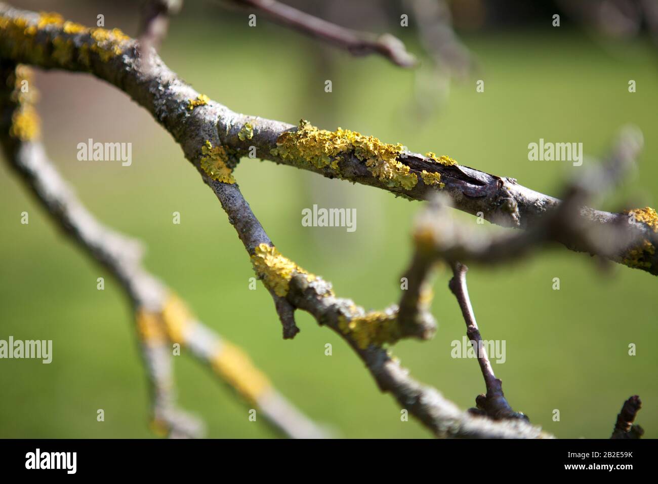 Un primo piano di un albero di mela, che mostra i licheni che crescono sui rami Foto Stock