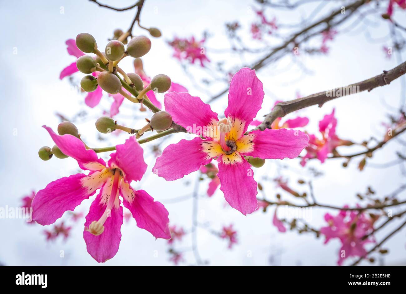 Primo piano fiori di seta floss albero (Ceiba speciosa). I fiori vanno dal cremoso-biancastro al rosa Foto Stock
