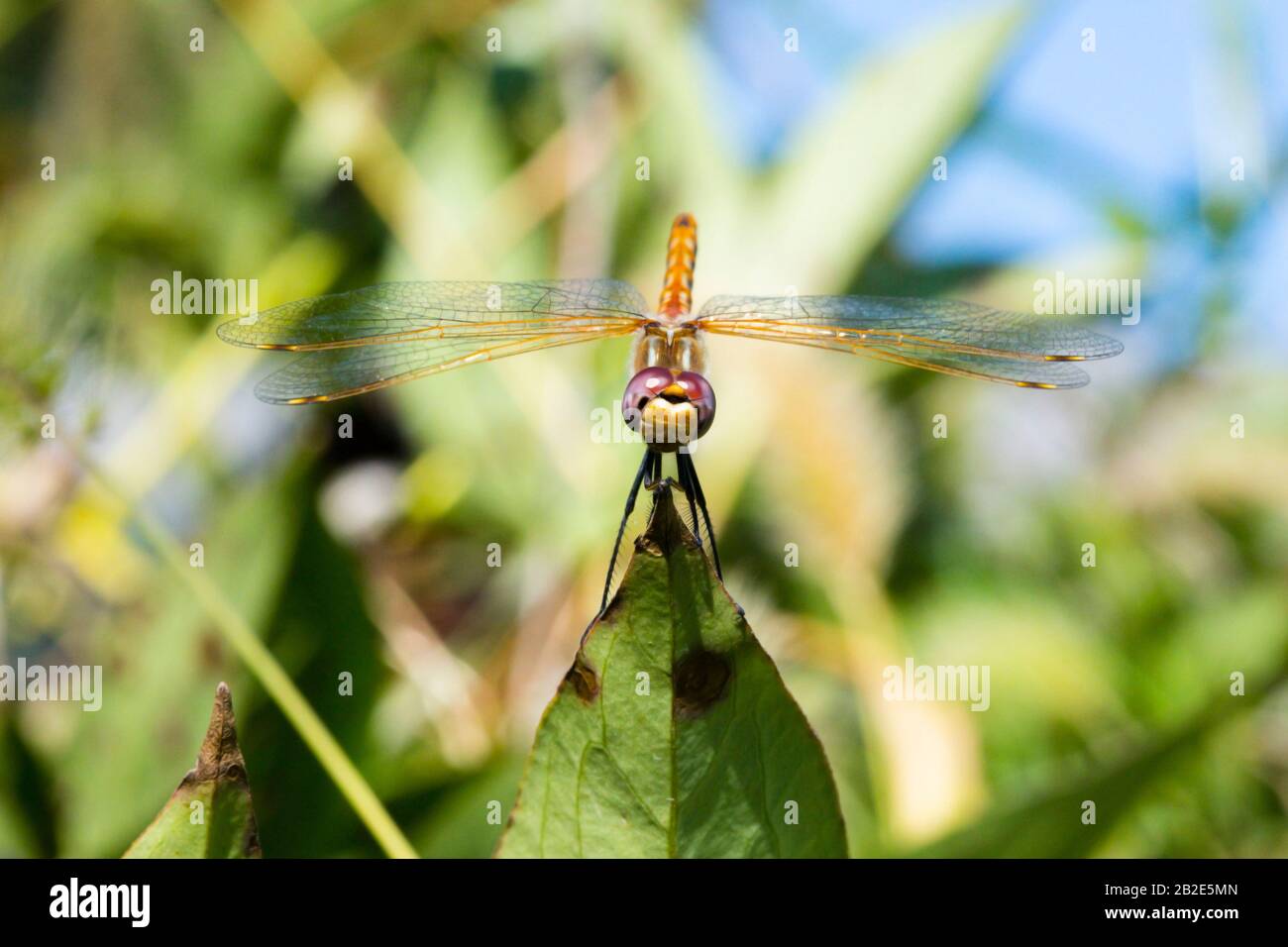 Vagabondaggio Glider Dragonfly Close Up Foto Stock