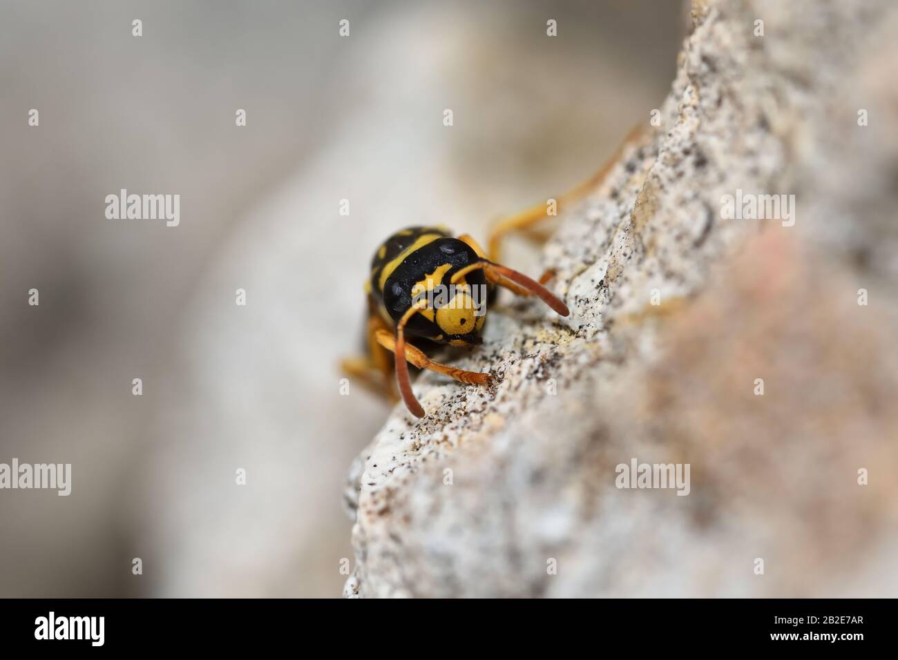 Ritratto di una vespa che emerge tra alcune pietre Foto Stock