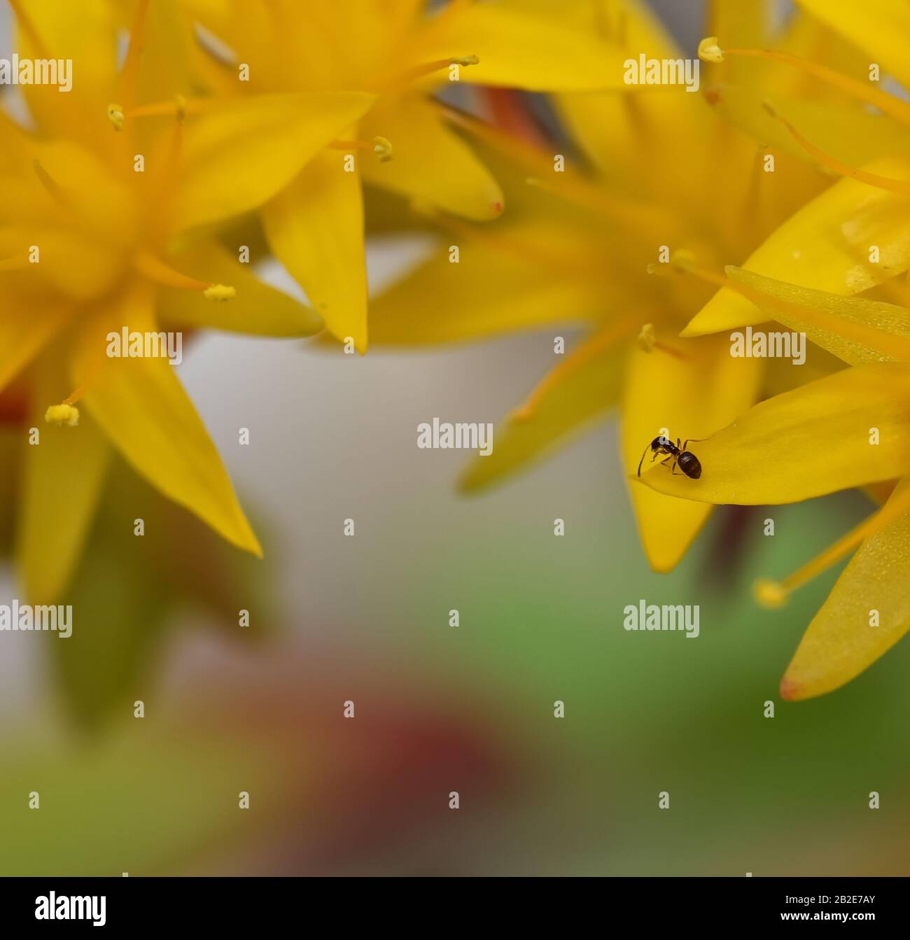 Piccola formica in un mare giallo di petali e balbuie Foto Stock