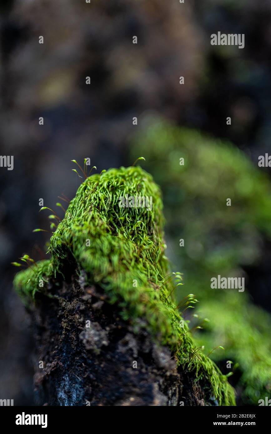 Particolare di Moss che cresce sul tronco di albero vecchio sul pavimento della foresta in California Foto Stock