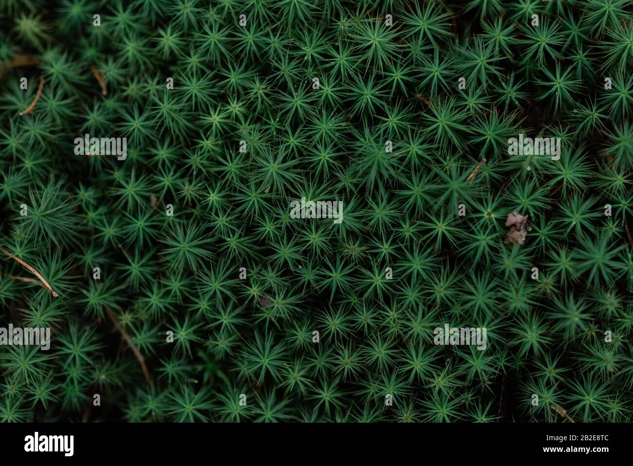 Vista areale delle piante verdi che crescono in una foresta in Svezia Foto Stock