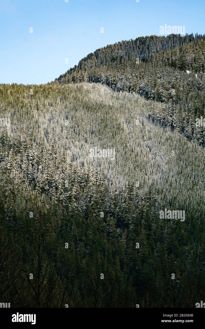 Pini spolverati dalla neve coprono una montagna nelle Cascate del Nord Foto Stock