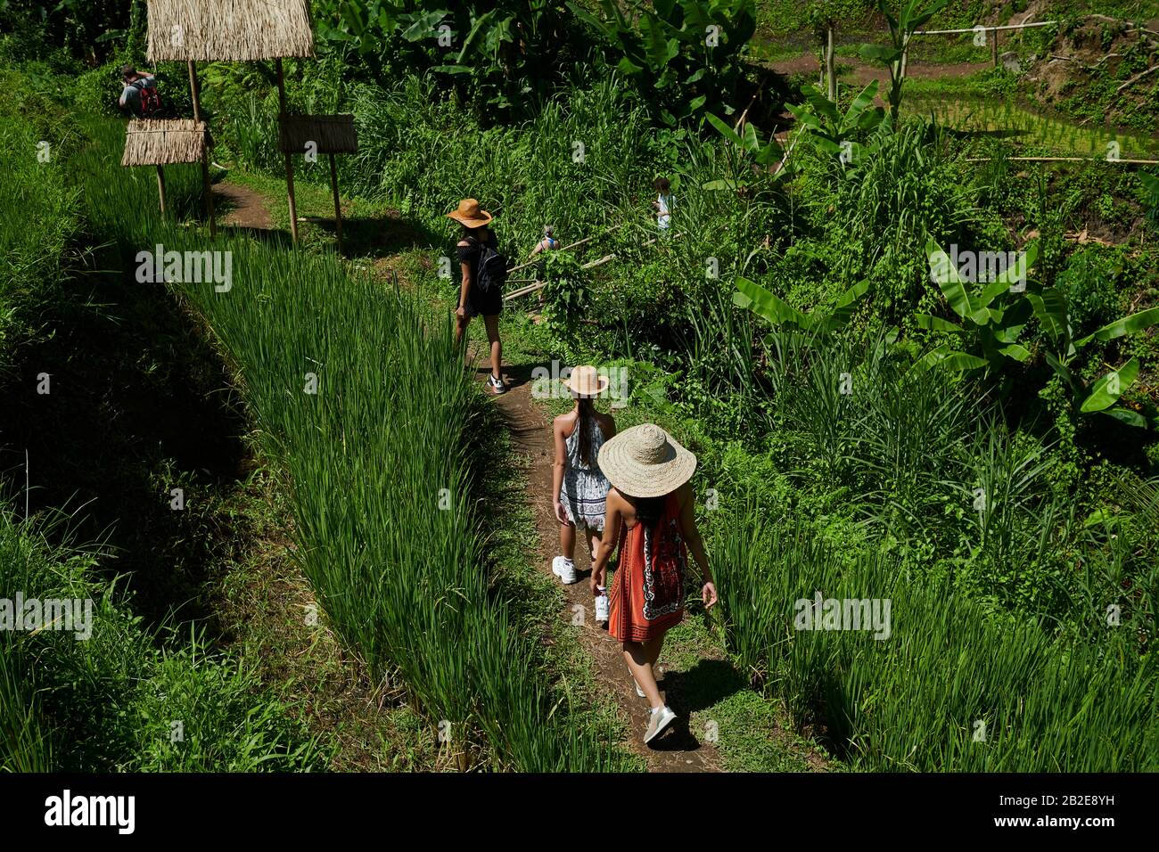 Madre asiatica e due figlie che si divertano ad esplorare i campi di riso Foto Stock