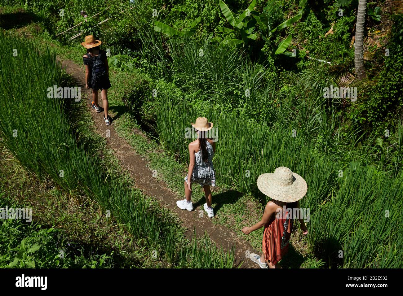 Madre asiatica e due figlie che si divertano ad esplorare i campi di riso Foto Stock